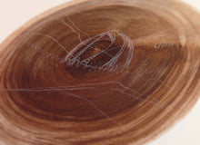 Load image into Gallery viewer, Dazzling Splendors